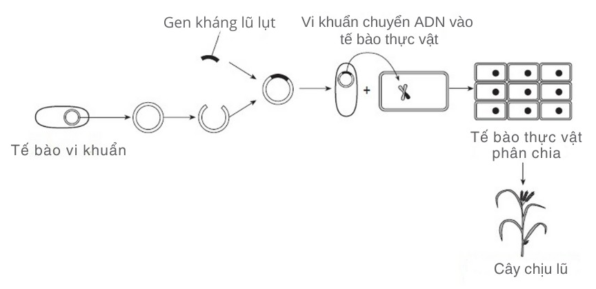 Các nhà nghiên cứu đã tạo ra những cây lúa có thể chịu được ngập hoàn toàn trong tối đa hai tuần. Đây là tin vui cho nông dân vùng lũ lụt ở Đông Nam Á.  (ảnh 1)