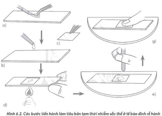 Khi làm tiêu bản tạm thời để quan sát dưới kính hiển vi, cần thực hiện đúng thao tác. Hãy cho biết trong các nhận định dưới đây, có bao nhiêu nhận định đúng? (ảnh 1)