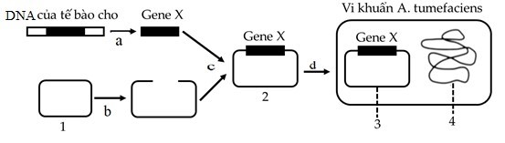 Để tạo giống lúa vàng (golden rice) giàu β-caroten góp phần cải thiện tình trạng thiếu vitamin A ở trẻ em, người ta cần chuyển gene X từ một loài thực vật vào cây lúa.  (ảnh 1)