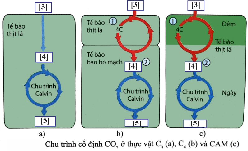 Hình vẽ bên mô tả pha tối trong tế bào quang hợp của 3 nhóm thực vật. Có bao nhiêu phát biểu sau đây đúng? (ảnh 1)