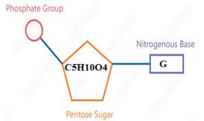 Loại đơn phân nào của nucleic acid có cấu tạo sai?       A	         B       C	      D (ảnh 3)