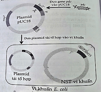 pUC18 là một plasmid nhân tạo được sử dụng làm vector chuyển gene vào tế bào vi khuẩn.  (ảnh 1)