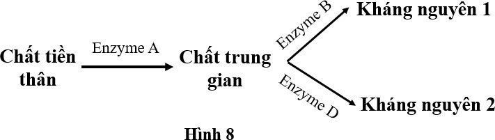 Hai phân tử kháng nguyên được tạo ra trên bề mặt tế bào máu của chuột được sinh tổng hợp theo con đường thể hiện ở Hình 8. Biết mỗi gene quy định từng enzyme đều có 2 allele, nằm trên các cặp nhiễm sắc thể thường khác nhau; (ảnh 1)