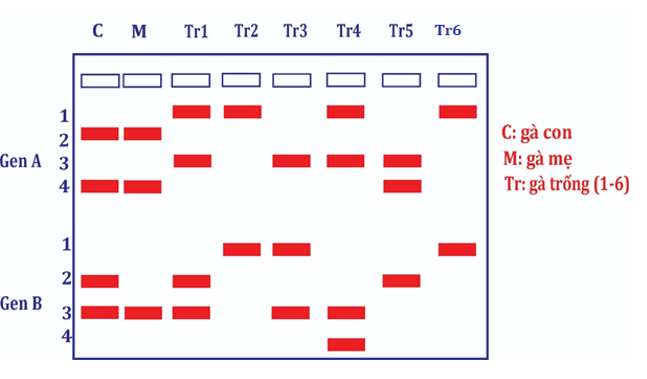 Câu 2. Bên đây là hình ảnh điện di trình tự hai gen (A và B, mỗi gen có 4 allele) của một con gà con (C), là con của gà mẹ (M) và một trong sáu gà trống (Tr) trong một quần thể.  (ảnh 1)
