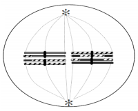 Có bao nhiêu nhận định đúng khi quan sát một giai đoạn (kỳ) trong chu kì phân bào ở hình vẽ dưới đây: (1) Đây là kỳ đầu của nguyên phân I vì: Các cặp NST đã nhân đôi. (ảnh 1)