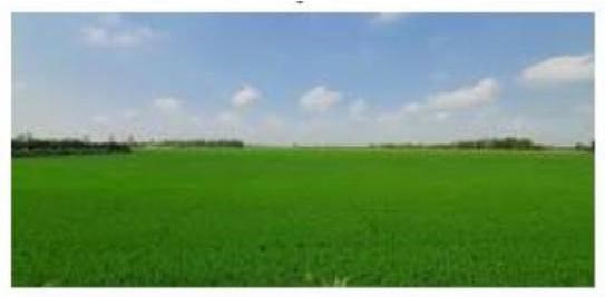 Câu nào dưới đây có hình ảnh so sánh phù hợp để miêu tả bức tranh sau? (ảnh 1)