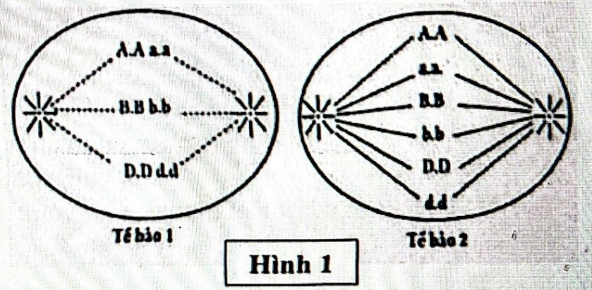 a. Quan sát Hình 1, cho biết tế bào 1 và tế bào 2 đang ở giai đoạn nào của các quá trình phân bào? Chỉ ra những điểm khác nhau giữa nhiễm sắc thể ở 2 kì này trong điều kiện bình thường. (ảnh 1)