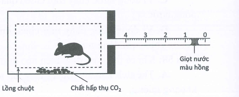 Người ta thực hiện một thí nghiệm như sau: Cho một con chuột còn sống vào một bình thuỷ tinh có nút đậy, trên miệng bình thuỷ tinh có ống mao dẫn chia các vạch (ảnh 1)