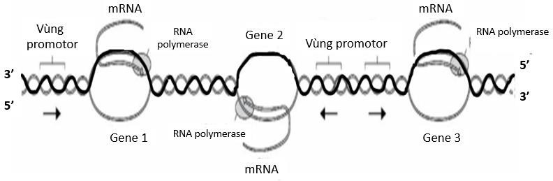 Hình dưới đây mô tả quá trình phiên mã diễn ra trên 1 đoạn phân tử DNA.   Phát biểu nào sau đây không đúng? (ảnh 1)