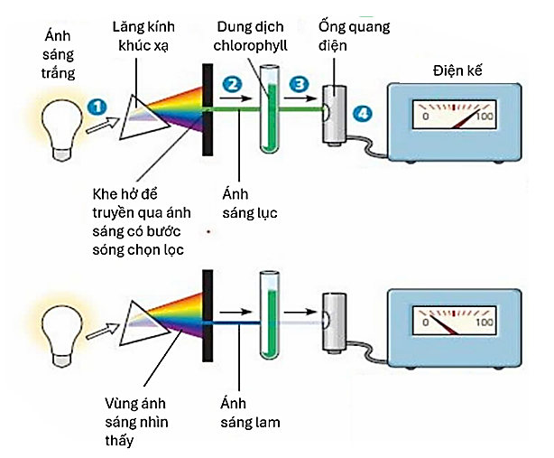 Tiến hành chiếu ánh sáng đơn sắc qua dung dịch sắc tố chlorophyll và đo cường độ ánh sáng truyền qua ống quang điện bằng điện kế. Kết quả thể hiện ở hình bên. (ảnh 1)