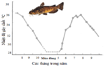 Sự mềm dẻo của kiểu hình đảm bảo cho sinh vật có thể đáp ứng với các điều kiện môi trường hiện tại. Ở loài cá Ictalurus nebulosus có nhiệt độ gây chết trên và dưới thể hiện như hình sau đây.  (ảnh 1)