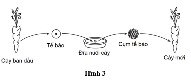 Hình 3 mô tả một kỹ thuật trong công nghệ tế bào thực vật được sử dụng để sản xuất cà rốt.   Cơ chế nào quyết định sự hình thành  “cụm tế bào”?  A.  Nguyên phân.	 B.  Thụ tinh.	 C.  Giảm phân.	 D.  Phân hóa. (ảnh 1)
