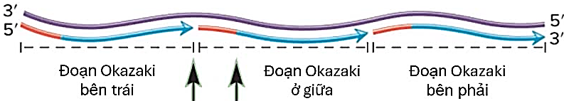 Hình dưới mô tả quá trình tổng hợp trên một sợi khuôn của một đoạn phân tử DNA như sau: a) Một học sinh khẳng định hình trên mô tả quá trình trên chỉ diễn ra ở tế bào nhân thực, không có ở nhân sơ. Theo em bạn học sinh đúng hay sai? (ảnh 1)