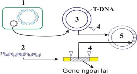 Hình vẽ dưới đây mô tả một giai đoạn của nguyên lí tạo thực vật biến đổi gene: Chú thích: 1.	Vi khuẩn A. tumerfaciens. 2.	Đoạn gene cần chuyển. 3.	Plasmid của A.tumerfaciens Phát biểu nào sau đây là sai? (ảnh 1)