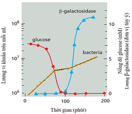Vi khuẩn E.coli sinh trưởng trên môi trường có nguồn dinh dưỡng là đường đơn nhanh hơn so với đường đôi. Khi nuôi cấy E. coli trên môi trường chứa hỗn hợp đường glucose và lactose (ảnh 1)