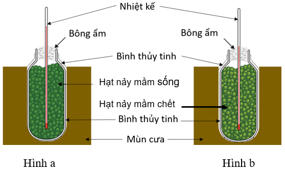 Mục đích của thí nghiệm ở hình 2 là chứng minh    A. quá trình quang hợp hấp thụ nhiệt.    B. nhiệt độ ảnh hưởng đến quá trình hô hấp ở thực vật.   C. quá trình hô hấp của thực vật tỏa ra nhiệt.   D. nhiệt độ ảnh hưởng đến quang hợp ở thực vật. (ảnh 1)