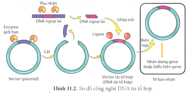 Dưới đây là sơ đồ công nghệ DNA tái tổ hợp. Khi nói về công nghệ tạo DNA tái tổ hợp mỗi nhận định dưới đây là đúng hay sai? (ảnh 1)
