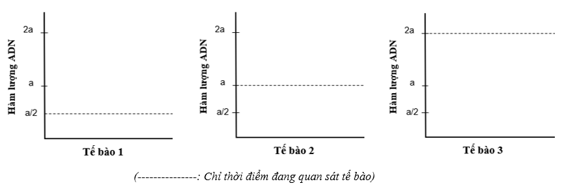 Ở một loài động vật, trong tế bào sinh dưỡng có bộ nhiễm sắc thể 2n có hàm lượng (DNA) được tính tương đương là (a).  (ảnh 1)