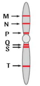 Một loài thực vật, xét 6 gene mã hóa 6 chuỗi polipeptide nằm trên cùng một nhiễm sắc thể như hình bên dưới. Theo lí thuyết, phát biểu nào sau đây đúng?. (ảnh 1)
