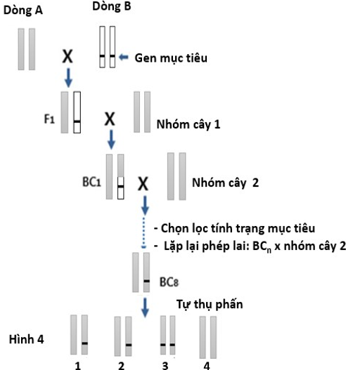 Trong một chương trình chọn giống lúa. dòng A là dòng thuần chủng đang canh tác có năng suất cao, chất lượng tốt nhưng kháng bệnh yếu. (ảnh 1)