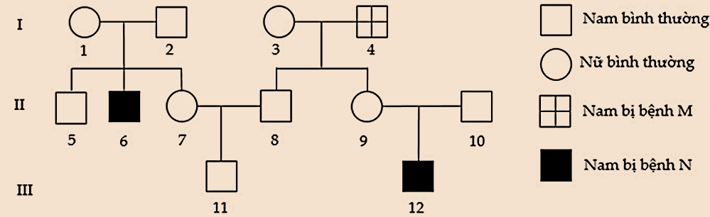 Phả hệ ở hình bên mô tả sự di truyền của bệnh M và bệnh N ở người, mỗi bệnh đều do 1 trong 2 alen của một gene quy định. (ảnh 1)