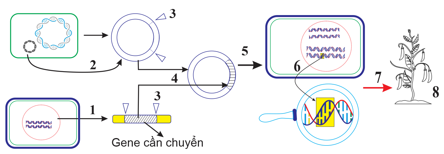Hình sau đây mô tả quy trình công nghệ gene:   Theo lý thuyết, mỗi nhận định sau đây là Đúng hay Sai khi nói về quy trình trên? (ảnh 1)