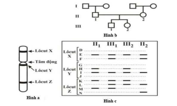 Hội chứng Patau ở người là một bệnh di truyền do có 3 NST số 13. Trên NST số 13 có 3 locus gene X, Y, Z ở các vị trí như trong Hình a (locus Y ở gần tâm động),  (ảnh 1)