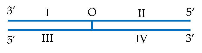 Hình bên mô tả một đơn vị sao chép của phân tử DNA, trong đó O là điểm khởi đầu sao chép. Kí hiệu I, II, III, IV chỉ các đoạn mạch đơn của phân tử DNA. Đoạn gốc nào có mạch đơn mới được tổng hợp gián đoạn? (ảnh 1)