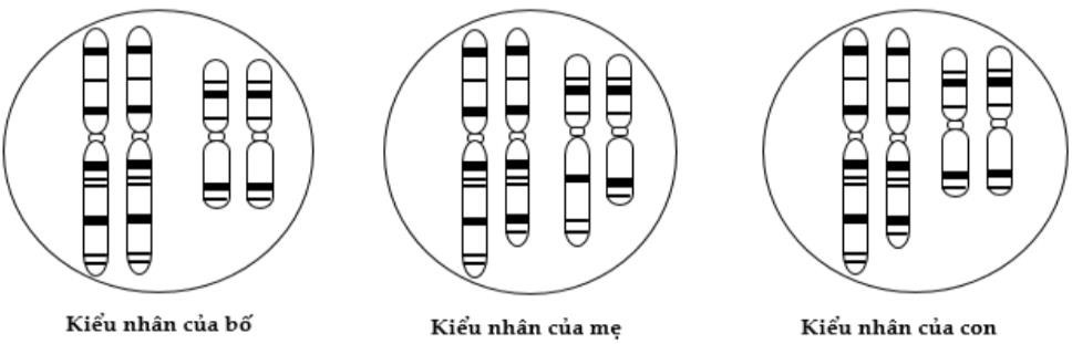 Cặp nhiễm sắc thể tương đồng gồm hai nhiễm sắc thể giống nhau về hình dạng, kích thước và trình tự phân bố các băng nhiễm sắc thể  (ảnh 1)