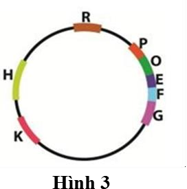 Ở một loài vi khuẩn, trên phân tử DNA nằm ở vùng nhân có các gene E, F, G, H, K, R, trong đó các gene cấu trúc E, F, G thuộc cùng 1 operon với vùng P (promoter) và O (operator)  (ảnh 1)
