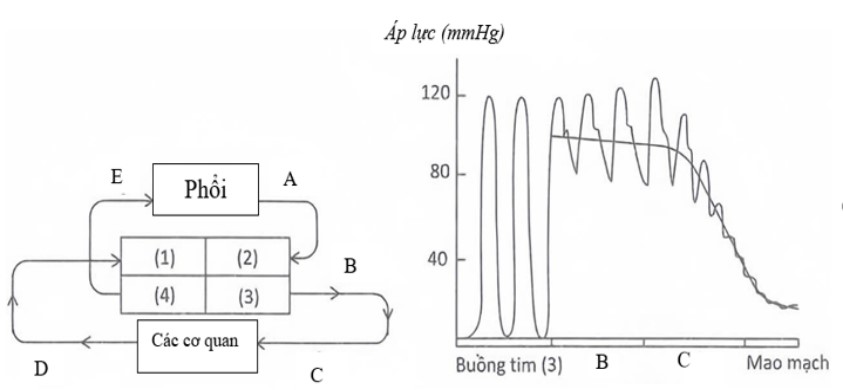H&igrave;nh 5a m&ocirc; tả hệ tuần ho&agrave;n m&aacute;u của người b&igrave;nh thường. C&aacute;c chữ số (1), (2), (3), (4) ch&uacute; th&iacute;ch cho c&aacute;c buồng tim (gồm t&acirc;m nhĩ v&agrave; c&aacute;c t&acirc;m thất); (ảnh 1)