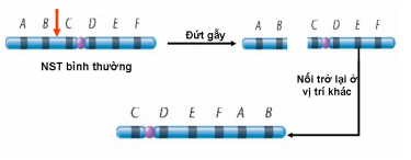 Hình vẽ bên dưới mô tả cơ chế phát sinh dạng đột biến nào sau đây? (ảnh 1)