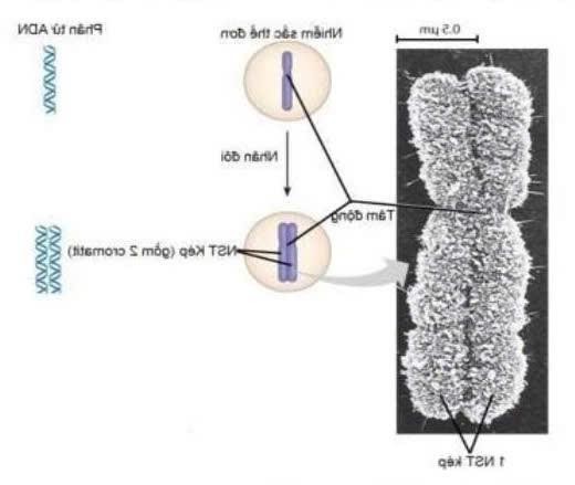H&igrave;nh b&ecirc;n l&agrave; h&igrave;nh chụp cấu tr&uacute;c nhiễm sắc thể dưới k&iacute;nh hiển vi điện tử v&agrave; m&ocirc; h&igrave;nh cấu tr&uacute;c của một nhiễm sắc thể điển h&igrave;nh ở sinh vật nh&acirc;n thực. Dựa v&agrave;o h&igrave;nh v&agrave; cho biết theo l&iacute; thuyết, nhận định n&agrave;o sau đ&acirc;y sai? (ảnh 1)