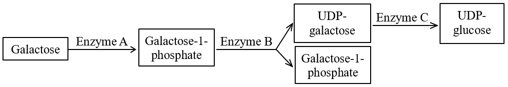 Ở người, bệnh galactosemia là bệnh rối loạn chuyển hóa do đột biến gene lặn trên nhiễm sắc thể thường gây thiếu hụt enzyme trong con đường chuyển hóa galactose thành UDP - glucose (ảnh 1)