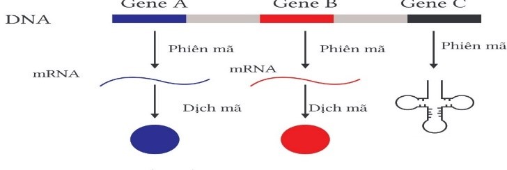 Hình bên dưới mô tả sản phẩm của các gene cấu trúc, gene tạo sản phẩm protein là    A. gene A.	B. gene B.	C. gene A và gene B.		D. gene C. (ảnh 1)