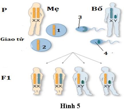 Hình 5 mô tả cơ chế di truyền NST giới tính ở người. (ảnh 1)