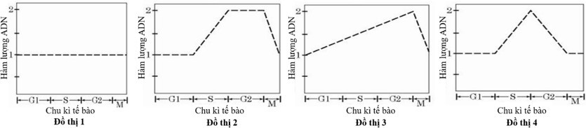 Các đồ thị dưới đây phản ánh về sự biến đổi hàm lượng DNA trong một tế bào. Đồ thị nào phản ánh sự biến đổi hàm lượng tương đối DNA của bào quan ti thể trong quá trình nguyên phân? (ảnh 1)