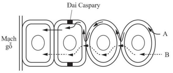 Bốn học sinh đã phác thảo sơ đồ vận chuyển nước và ion khoáng từ lông hút vào mạch gỗ của rễ. Biết quá trình vận chuyển diễn ra theo hai con đường: Con đường gian bào (A) và con đường tế bào chất (B).  (ảnh 1)