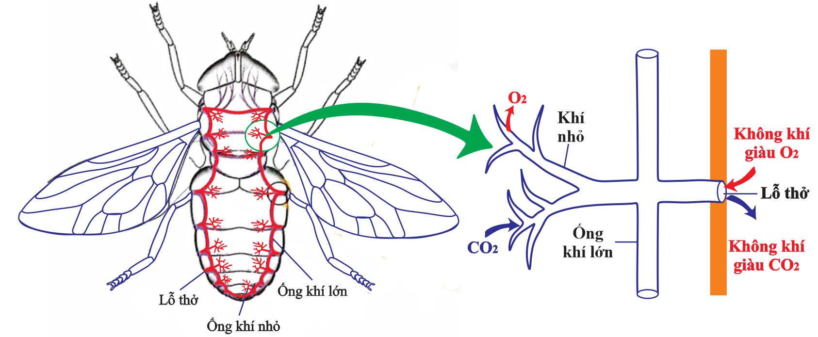 Qua quá trình hô hấp ở động vật và hình minh họa dưới đây, có bao nhiêu phát hiểu sau đây đúng? (ảnh 1)
