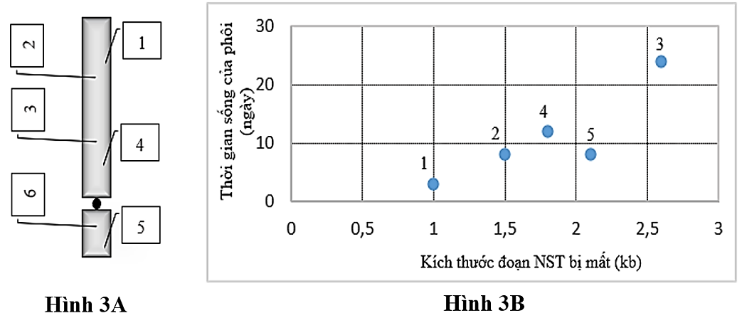 Xử l&yacute; ph&ocirc;i của một lo&agrave;i c&ocirc;n tr&ugrave;ng g&acirc;y đột biến mất đoạn nhiễm sắc thể ở 6 vị tr&iacute; kh&aacute;c nhau (từ 1 - 6) được thể hiện ở h&igrave;nh 3A) (ảnh 1)