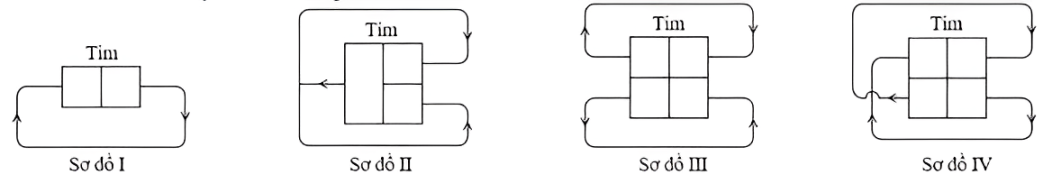Sơ đồ nào sau đây mô tả đúng hệ tuần hoàn máu ở chim bồ câu?    A. Sơ đồ III.	 B. Sơ đồ II.	 C. Sơ đồ IV.	 D. Sơ đồ I. (ảnh 1)