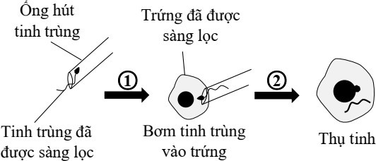 Ở người hệ nhóm máu ABO do một gene gồm ba allele IA, IB và IO nằm trên nhiễm sắc thể thường (NST số 9) quy định. Kiểu gene IAIA, IAIO quy định nhóm máu A; kiểu gene IBIB, IBIO quy định nhóm máu B (ảnh 1)