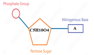 Loại đơn phân nào của nucleic acid có cấu tạo sai?       A	         B       C	      D (ảnh 4)