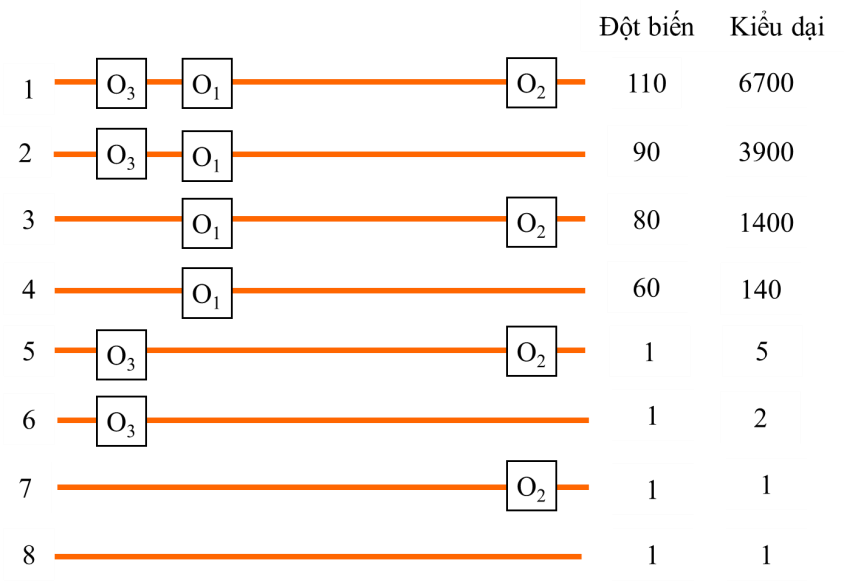 Ở vi khuẩn Escherichia coli kiểu dại, vùng vận hành (O) của operon Lac có ba vị trí phân biệt gọi là O1, O2 và O3.  (ảnh 1)