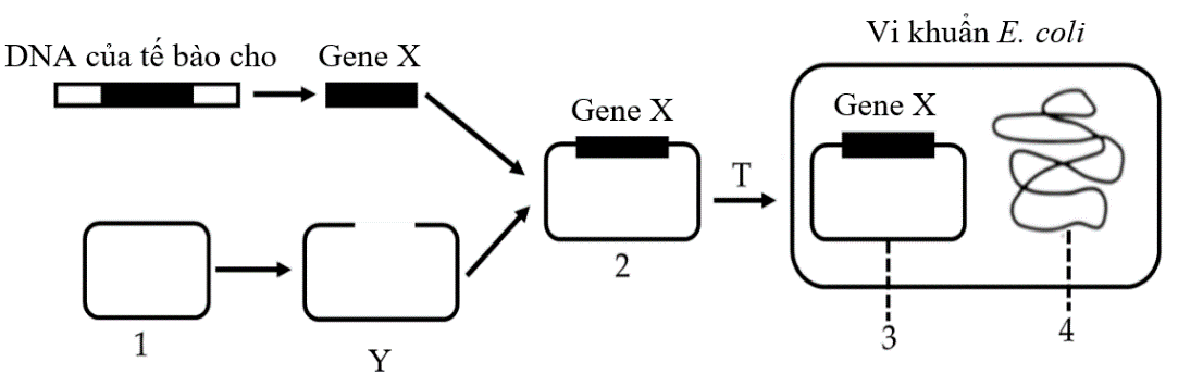 Câu 11.	Hình 5 sau mô tả các giai đoạn của quy trình công nghệ DNA tái tổ hợp: (ảnh 1)