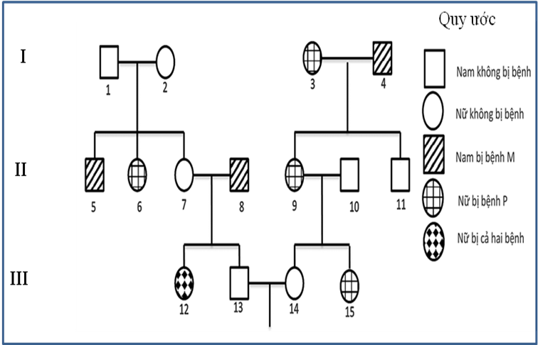 Phả hệ ở hình bên mô tả sự di truyền 2 bệnh ở người:   Bệnh P do một trong hai allele của một gene quy định; bệnh M do một trong hai allele của một gene nằm ở vùng không tương đồng  (ảnh 1)