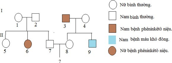 Ở người, bệnh phenylketo niệu do một trong hai allele của gene nằm trên nhiễm sắc thể thường; bệnh máu khó đông do một trong hai allele của gen nằm trên đoạn không tương đồng của nhiễm sắc thể X qui định.  (ảnh 1)