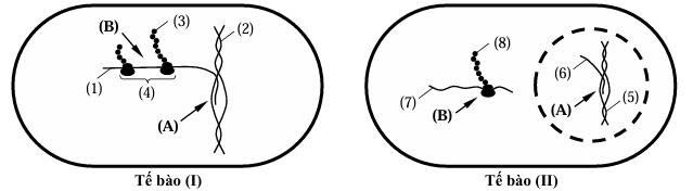 Hình dưới đây mô tả tóm tắt hai quá trình (A và B) diễn ra ở cấp độ sinh học phân tử trong hai tế bào khác nhau.  (ảnh 1)