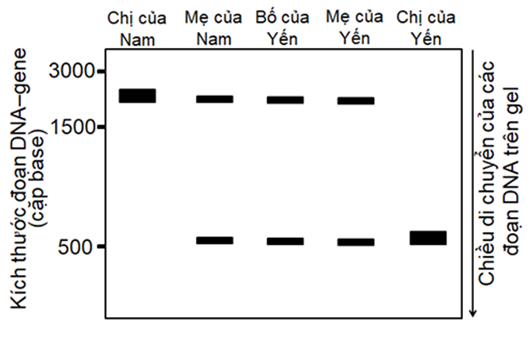 Điện di trên gel agarose là kỹ thuật chủ yếu để tách các đoạn DNA có kích thước khác nhau, dưới tác động của điện trường (ảnh 1)