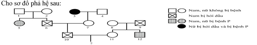Biết rằng hai cặp gene quy định hai tính trạng nói trên không cùng nằm trong một nhóm gene liên kết; bệnh hói đầu do alen trội H nằm trên nhiễm sắc thể thường quy định, kiểu gene dị hợp Hh biểu hiện hói đầu (ảnh 1)